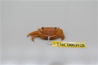 藏品(方形大額蟹)的圖片